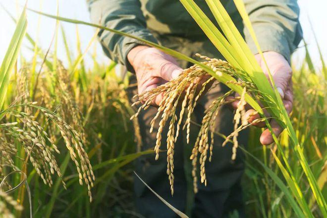 水稻|农作物|种植