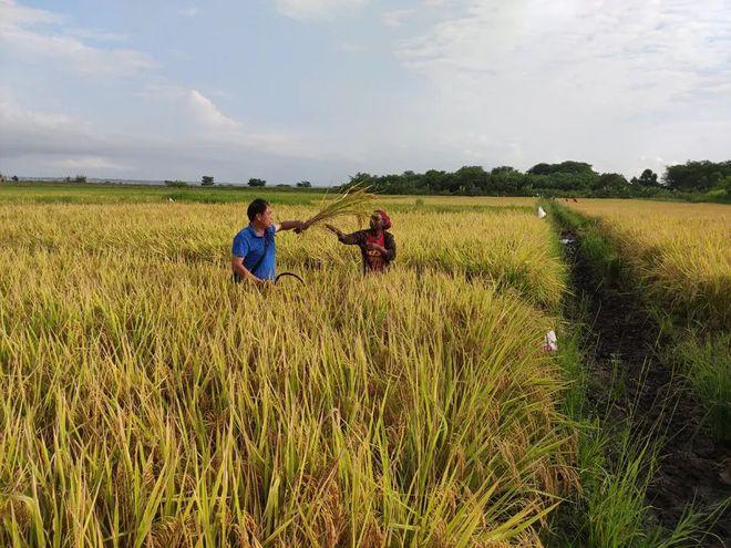 水稻高产不是梦|农作物|种植|示范田